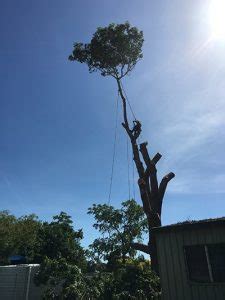 tree services toowoomba|Arborist Toowoomba .